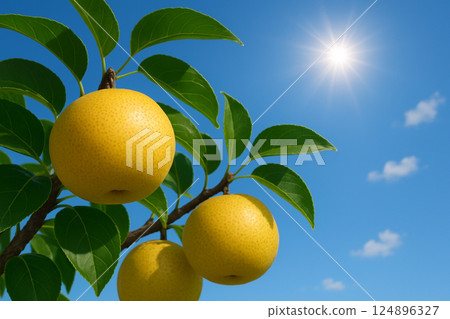 Pears and blue sky Pears and blue sky 124896327