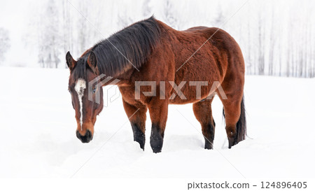 Dark brown horse walks on snow covered field, head down 124896405