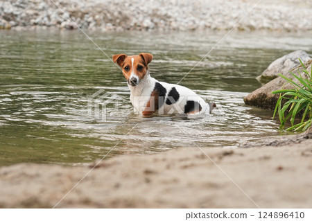 Small Jack Russell terrier crawling in shallow river water 124896410