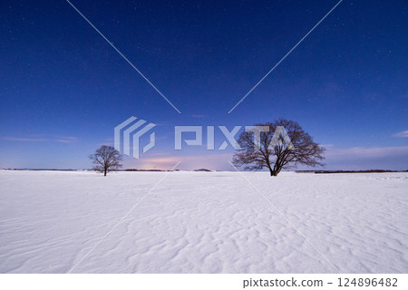 北海道的冬天:雪地上的春天榆樹 北海道的冬天:雪地上的春天榆樹 124896482
