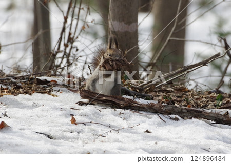 A Hokkaido squirrel busy gathering materials to build a nest A Hokkaido squirrel busy gathering materials to build a nest 124896484