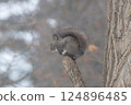 冬季的北海道:一隻北海道松鼠站在樹上 冬季的北海道:一隻北海道松鼠站在樹上 124896485