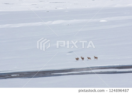 奔跑在北海道雪原上的蝦夷鹿 124896487