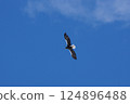 一隻虎頭海鵰翱翔在北海道的冬日天空 一隻虎頭海鵰翱翔在北海道的冬日天空 124896488