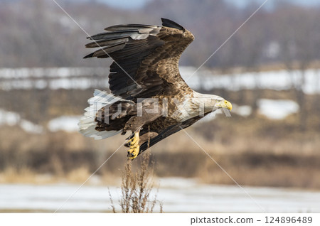 A white-tailed eagle flying in the winter sky of Hokkaido 124896489