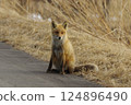 生活在北海道冬季土地上的紅狐 生活在北海道冬季土地上的紅狐 124896490