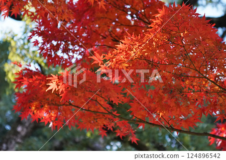 Scenes created by colorful autumn leaves 124896542
