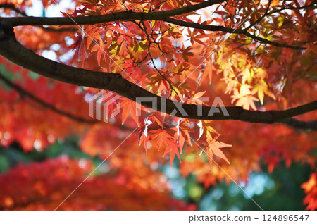 Scenes created by colorful autumn leaves Scenes created by colorful autumn leaves 124896547