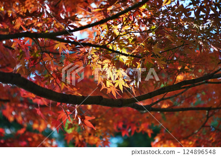 Scenes created by colorful autumn leaves 124896548
