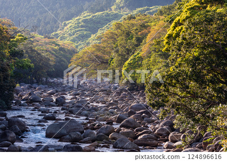 Fresh greenery and light in the Miyanoura River Valley, Yakushima, an offshore Alps 124896616