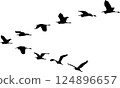 birds 124896657