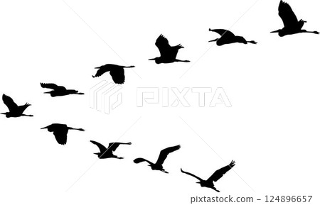 birds birds 124896657