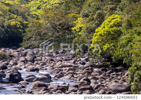Spring in the Yakushima Offshore Alps (April) - Forests and Miyanoura River with fresh green leaves 124896691