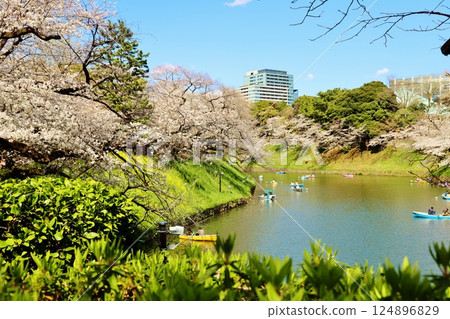 Cherry blossoms in full bloom and the deep green of Chidorigafuchi Cherry blossoms in full bloom and the deep green of Chidorigafuchi 124896829