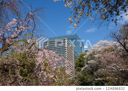 Cherry blossoms at Ninomaru Garden in the East Gardens of the Imperial Palace 124896832