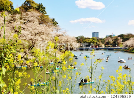 千鳥淵，油菜花和櫻花盛開 124896839