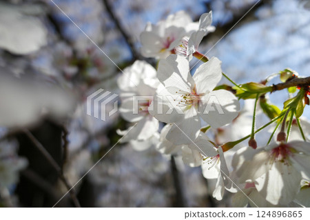 Cherry blossoms at Akabane River Embankment Green Space Cherry blossoms at Akabane River Embankment Green Space 124896865