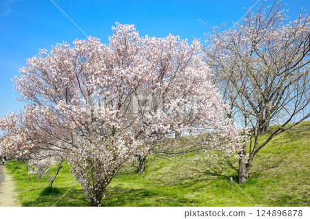 Cherry blossoms at Akabane River Embankment Green Space 124896878