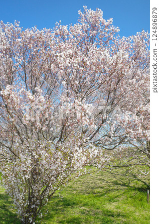 Cherry blossoms at Akabane River Embankment Green Space Cherry blossoms at Akabane River Embankment Green Space 124896879