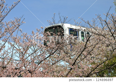 櫻花與百合海鷗線 124896897