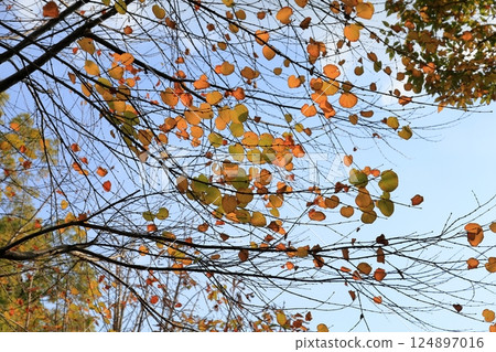 Autumn park, yellow leaves, katsura leaves Autumn park, yellow leaves, katsura leaves 124897016