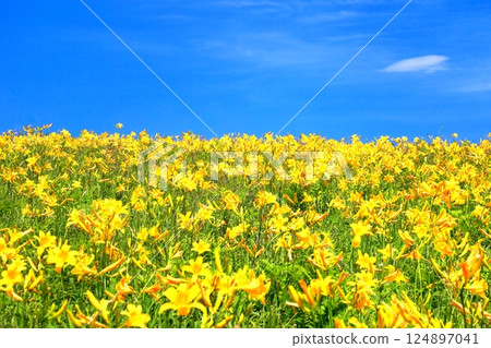 Nikko Kishge at the Kirigamine plateau 124897041