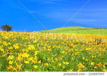 Nikko Kishge at the Kirigamine plateau 124897047