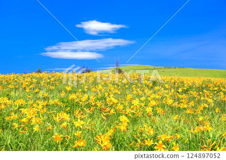 Nikko Kishge at the Kirigamine plateau 124897052