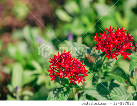 Pentas flower 4 Pentas flower 4 124897058