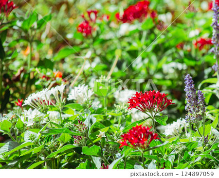 Pentas Flower 10 Pentas Flower 10 124897059