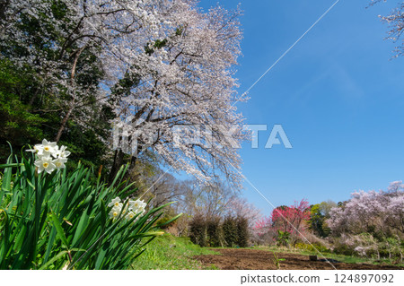 Sakura and daffodils Sakura and daffodils 124897092
