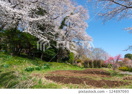 Narcissus and cherry tree 124897093