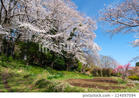 Cherry blossoms and fields Cherry blossoms and fields 124897094