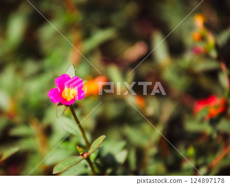 Matsuba peony flower 6 Matsuba peony flower 6 124897178