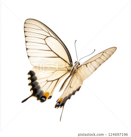Macro photo of a colorful butterfly 124897196