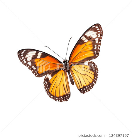 Macro photo of a colorful butterfly 124897197