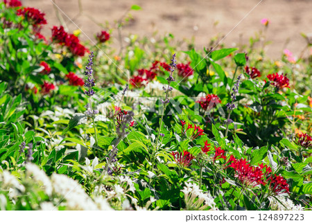 Lavender flower 4 124897223