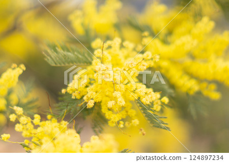 Spring mimosa, front view Spring mimosa, front view 124897234