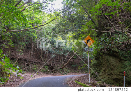 Beware of animals! Western forest road area, Yakushima World Natural Heritage Site Beware of animals! Western forest road area, Yakushima World Natural Heritage Site 124897252