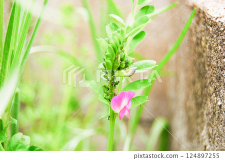 Pink vetch covered in aphids Pink vetch covered in aphids 124897255