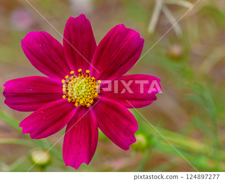 Cosmos Highway Cosmos Flowers-4 Cosmos Highway Cosmos Flowers-4 124897277