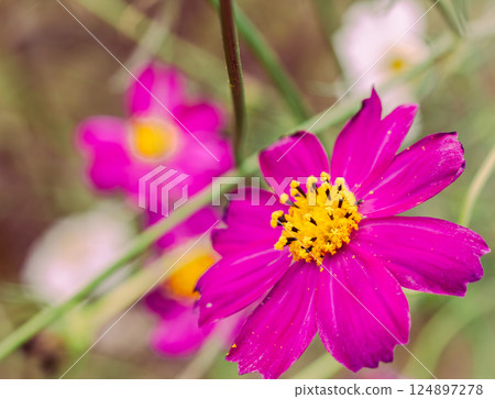 Cosmos Highway Cosmos Flowers-5 124897278