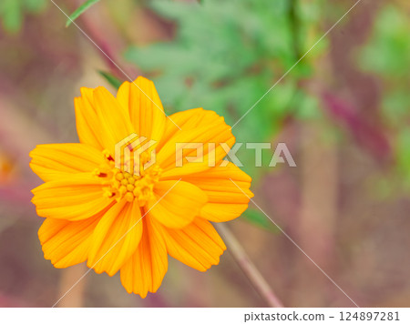 Cosmos Highway Cosmos Flowers-8 124897281