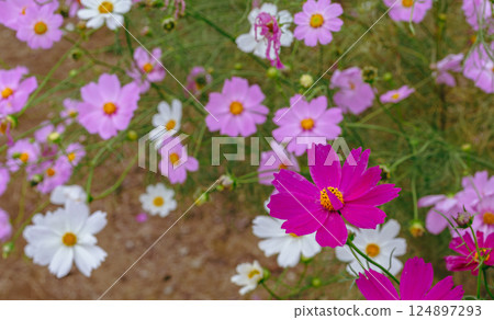 Cosmos Highway Cosmos Flowers - 20 124897293