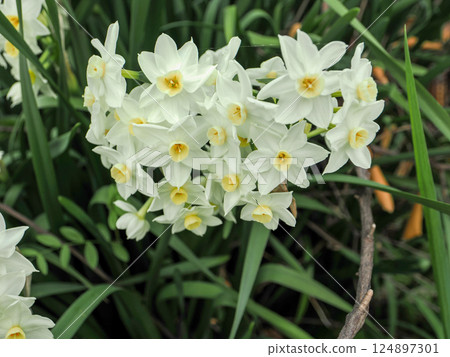 Landscape with white daffodil flowers Landscape with white daffodil flowers 124897301