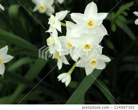 Landscape with white daffodil flowers Landscape with white daffodil flowers 124897302