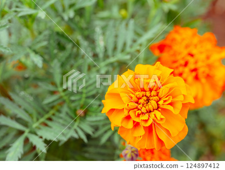 萬壽菊山 - 萬壽菊花 - 35 萬壽菊山 - 萬壽菊花 - 35 124897412