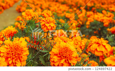 Marigold Hill - Marigold Flowers - 45 124897422