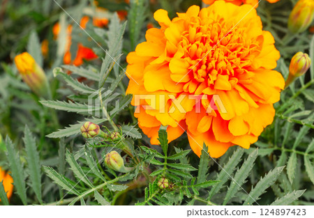 Marigold Hill - Marigold Flowers - 46 124897423