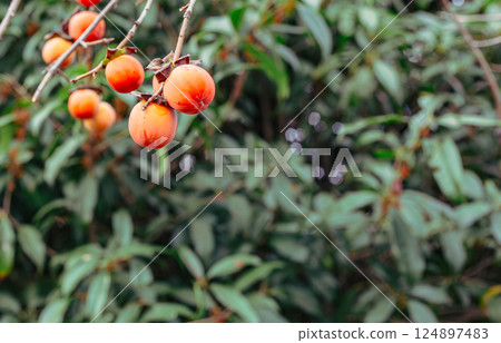 Mifuku Park Persimmon Fruit 2 124897483